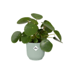 vibes fold rond 16cm vert sorbet